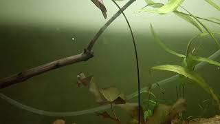 How to plant Dwarf Water Lily Nymphaea Stellata in fish tankaquarium [upl. by Ahsyt]