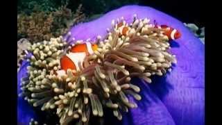 Clownfish and Sea Anemones [upl. by Loats]