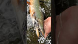 Awesome Colors on this fish DOLLY VARDEN alaska flyfishing trout [upl. by Walter584]