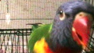 Rainbow Lorikeets Kissing Camera ♥ [upl. by Yecak]