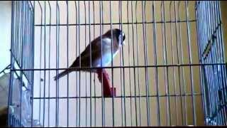 la plus longue VIDEO chardonneret sur youtube καρδερίνα Carduelis marocain 11 mois 2012 [upl. by Enileuqcaj941]