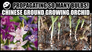 PROPAGATION amp REPOT  Chinese Ground Growing Orchids  Bletilla Striata [upl. by Ahsart]