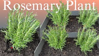 Rosemary Plants  Growing Rosemary [upl. by Anders419]