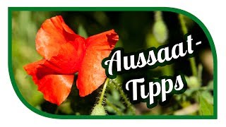 Aussaat amp Gartentipps im Juli 🌱 Garten im Juli 🌱 Jungpflanzenanzucht [upl. by Vinnie322]