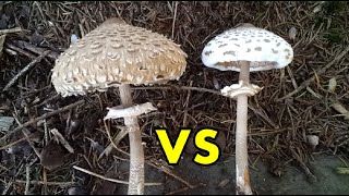 Parasol vs Safranschirmling 🍄 Pilze KurzErklärt [upl. by Ahsinawt]