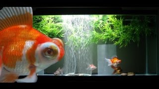 55 Gallon Goldfish Aquarium [upl. by Maddalena]