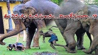 Do Elephant Eat Human Beings  TV5 News [upl. by Senecal]