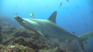 Diving in Cocos Island  Costa Rica 2019  Hammerhead Shark paradise [upl. by Aruabea]