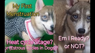 Pomsky First Heat Dog Menstruation guide and information Naiwanthepomsky Pomsky [upl. by Syhr727]