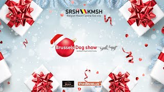 Brussels Dogshow 2023  Races belges  Belgische rassen 1712 [upl. by Sabba]