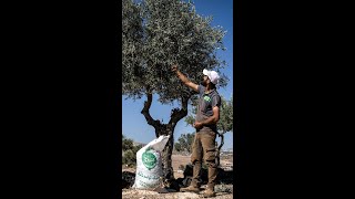 En Cisjordanie occupée les colons menacent la récolte des olives  AFP [upl. by Inobe]