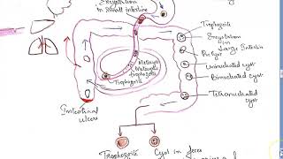 Parasitology 026 b Entamoeba Histolytica Classification Amoebiasis life cycle excystation colon [upl. by Nylsirhc]