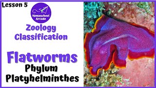 What are Platyhelminthes  Phylum Platyhelminthes [upl. by Otho]