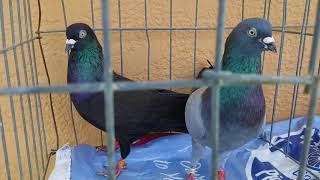 Joe M Tipplers Part 3 Black Tippler pigeons [upl. by Goar]