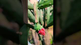 Opuntia cactus flowers amp fruits [upl. by Alic467]