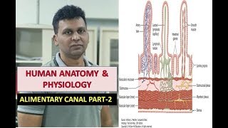 HISTOLOGY OF ALIMENTARY CANAL SYSTEM PART2  EPITHELIAL CELLS LAMINA PROPRIA [upl. by Tini]