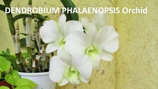 Dendrobium Phalaenopsis Orchid 3RD TIME BLOOMS [upl. by Leitnahs]