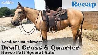 Highest Seller from the SemiAnnual Midwest Draft Cross amp Quarter Horse Fall Special Sale [upl. by Aohsoj206]