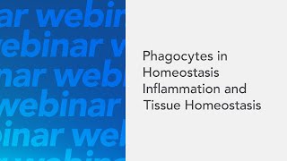 Phagocytes in Homeostasis Inflammation and Tissue Homeostasis [upl. by Enamart]