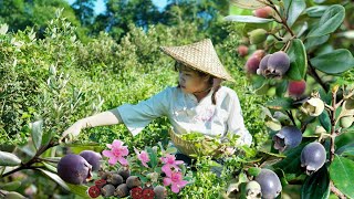 FULL VIDEO How to harvest rare Rhodomyrtus tomentosa berries and bring them to the market [upl. by Enohpesrep234]