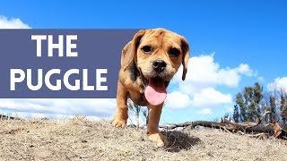 Pug Beagle MIX  10 Facts About The PUGGLE [upl. by Conte899]