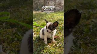 První den s naší princeznou 🥰 First day with our princess 🐶 papillon dog puppy doglover [upl. by Auhs]