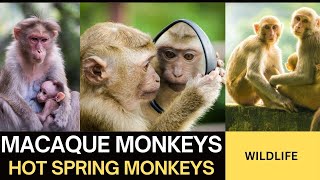 Macaques Monkeys in Hot Springs Winter Wondersquot [upl. by Sethi]