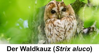 Der Waldkauz  Steckbrief  Die Eulen Europas [upl. by Ahel]