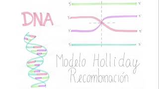 Modelo Holliday de Recombinación Genética [upl. by Einiffit]