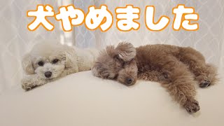 愛犬達にヨギボーをプレゼントしたら気持ちよすぎてこうなりました… [upl. by Yeniffit]