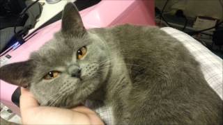 Cute British Shorthair Cat talking [upl. by Eelarac]