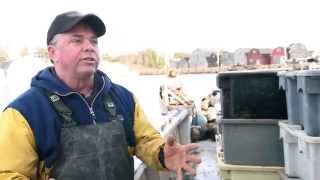 PEI Mussels A Sustainable Story  Farming and Harvesting [upl. by Airyk49]