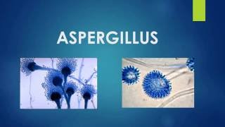 ASPERGILLUS  TEMA 6  HONGOS [upl. by Klemens]