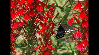 Lobelia cardinalis [upl. by Becker677]