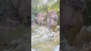 Appetite of Monkey life is very sad animals animallover forest [upl. by Lenette]