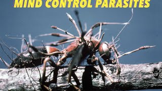 Parasites in Humans Parasites can control the mind [upl. by Amitaf]