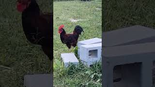 Rooster funnyanimals farming blowup fyp rooster chicken cockadoodledoo rhodeislandred [upl. by Ahsiekan]