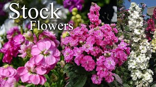 Growing Stock Flower Matthiola incana How to Grow Stock Flower Plants [upl. by Aivitnahs]