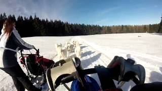 2 SamoyedTeams  Long Distance race Trans Thüringia 2017 2 Video [upl. by Leuas515]