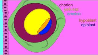 EMBRYONIC DEVELOPMENT EXTRAEMBRYONIC MEMBRANES [upl. by Bessy569]