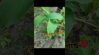 কাঁচা হলুদ গাছ ❤️trending trendingshorts viralvideo shorts reels viralshorts nature foryou [upl. by Allicerp144]