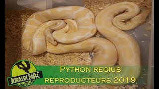 Choix des couples Python regius reproducteurs 2019  Partie 1 [upl. by Arianne]