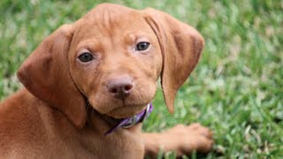 Funny Hungarian Vizsla Puppy [upl. by Yodlem]