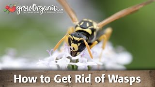 How to Get Rid of Wasps [upl. by Lenroc]