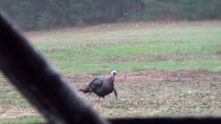 Wautoma Wisconsin Turkey Hunt 4172024 [upl. by Nyrret975]