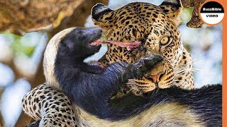 Honey Badger Shows The Leopard Whos The Boss [upl. by Nnairet]