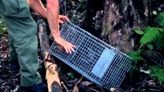 Cage trapping for feral cats and rats [upl. by Reneta]