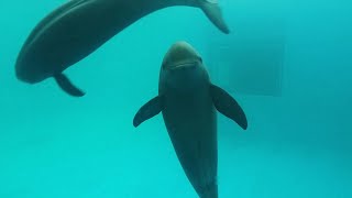 GLOBALink  Number of finless porpoises in China exceeds 1200 [upl. by Dloraj]