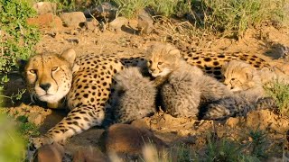 Hungry Cheetah Cubs Need To Eat  The Cheetah Family amp Me  BBC Earth [upl. by Trebled]