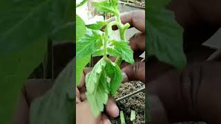 Eggplant Grafting with Tomatoes for Better Taste and Yield！ EggplantGrafting TomatoGrafting [upl. by Mick]